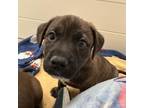 Adopt Otis Redding a Pit Bull Terrier, Labrador Retriever