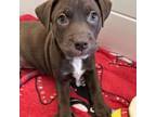 Adopt Oliver Twist a Pit Bull Terrier, Labrador Retriever