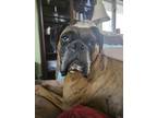 Adopt RAMBO a Boxer