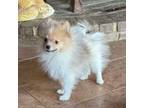 Pomeranian Puppy for sale in Petersburg, OH, USA
