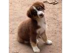 Australian Shepherd Puppy for sale in Lufkin, TX, USA