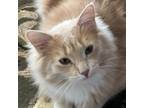 Adopt Johnnie a Domestic Long Hair