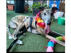 Adopt Gideon a Greyhound