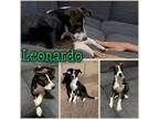 Adopt Leonardo a Border Collie, Cattle Dog