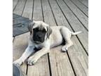 Great Dane Puppy for sale in Zebulon, NC, USA
