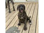 Great Dane Puppy for sale in Zebulon, NC, USA