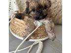 Shih-Poo Puppy for sale in Port Saint Lucie, FL, USA