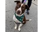 Adopt Odin a American Staffordshire Terrier, Pit Bull Terrier