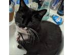 Adopt TOBY a American Shorthair