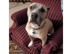 Adopt Woody Boyd Doggleson a Pit Bull Terrier