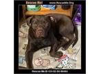 Adopt Ozzie a Labrador Retriever, Pit Bull Terrier