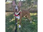 Adopt Dobby a Pit Bull Terrier