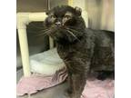 Adopt Bumble a Domestic Short Hair