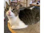 Adopt Oscar a Domestic Short Hair