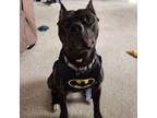 Adopt Bruce Wayne a Pit Bull Terrier, Mixed Breed