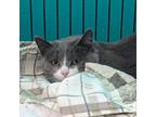 Adopt Oscar a Domestic Short Hair