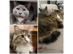 Adopt Sebastian (Brown tabby with white long hair) and Landry (gray with white