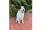 Adopt Mylo a Husky, Border Collie