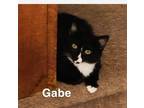 Adopt Gabe a Tuxedo