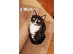 Adopt Gilbert a Tuxedo