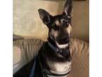 Adopt Zorro a German Shepherd Dog