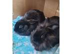 Adopt Dutch & Chai (Bonded brother & sister) a Lionhead, Mini Rex