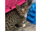 Adopt Dudley a Domestic Short Hair