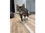 Adopt Rio a Domestic Short Hair