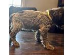 Wirehaired Pointing Griffon Puppy for sale in Fayetteville, AR, USA