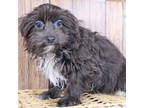Mutt Puppy for sale in Roanoke, IL, USA