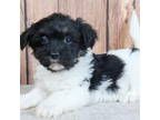 Havanese Puppy for sale in Roanoke, IL, USA