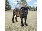 Bullmastiff Puppy for sale in Saint Francis, KS, USA