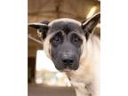 Adopt Cavelle a Akita