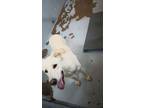 Adopt Cipher a Yellow Labrador Retriever