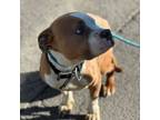 Adopt Saul a Pit Bull Terrier