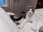 Adopt Mani a Extra-Toes Cat / Hemingway Polydactyl