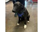 Adopt Cooper a Dutch Shepherd