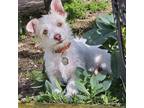 Adopt Toast-Yay a Terrier