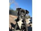 Adopt Bowie a Mixed Breed