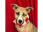 Adopt Macadamia a Basenji, American Staffordshire Terrier