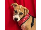 Adopt Cashew a Basenji, American Staffordshire Terrier