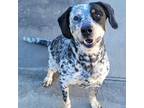 Adopt Ariel! Blue Tick Beauty! a Coonhound, Australian Cattle Dog / Blue Heeler