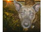 Adopt Daisha a Pit Bull Terrier