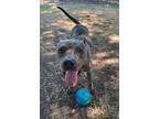 Adopt Razzle Dazzle a American Staffordshire Terrier