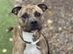 Adopt REXI a Pit Bull Terrier, Mixed Breed