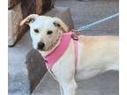 Adopt NANA a Labrador Retriever, Shepherd