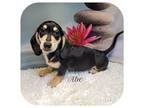 Dachshund Puppy for sale in Smithville, TN, USA