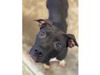 Adopt Gracie 2 a Pit Bull Terrier