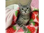 Adopt Bug a Tabby