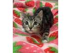 Adopt Tiny a Tabby